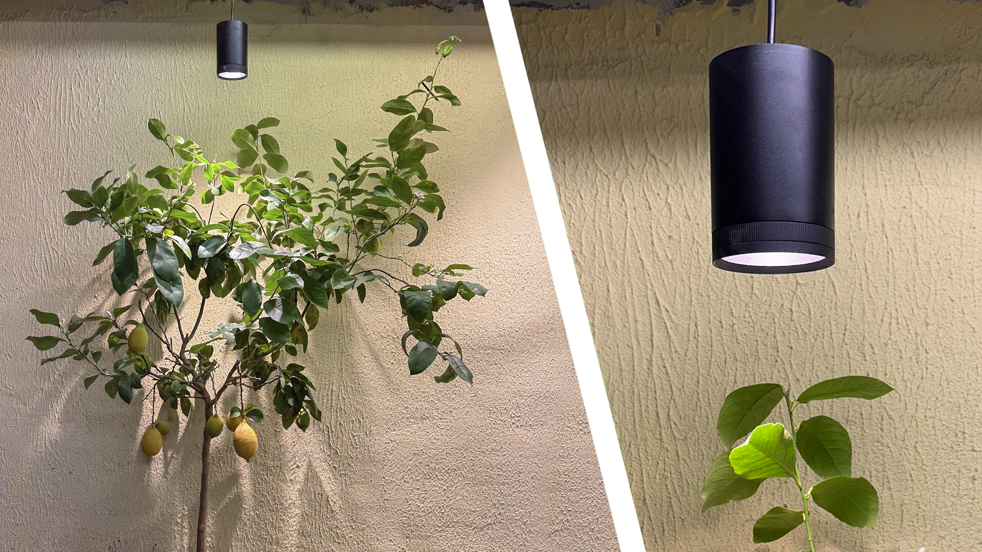 Plantlight_3 - LedStore LedStore.fi tarjoaa upeaa LED-valaistusta, joka luo kauniin hehkun kahden kasvin ylle koristeellista seinää vasten. Vasemmalla sivu pieni sitruunapuu kypsine sitruunoineen saa osakseen valaistuksen kirkkauden, kun taas oikealla puolella päälle lisää valaisin pienemmän kasvin yksityiskohtia.