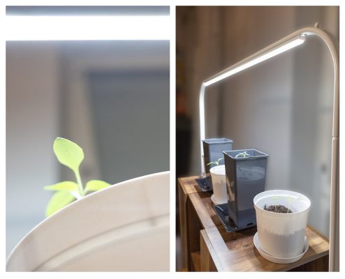 Using LED lights to grow plants all year round Using LED lights to grow plants all year round