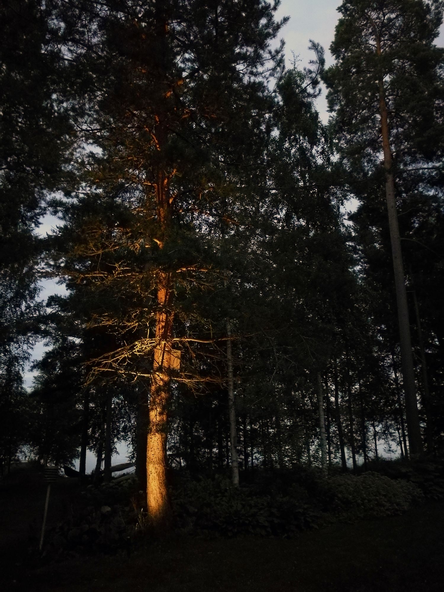 Tree highlighting in a courtyard with a directional landscape luminaire. Ledstore.fi