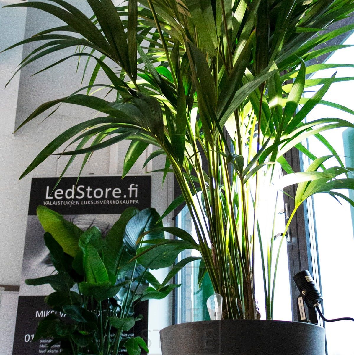 Tilt maapik mounted on an indoor plant to highlight it and bring mood lighting to the space. Ledstore.fi