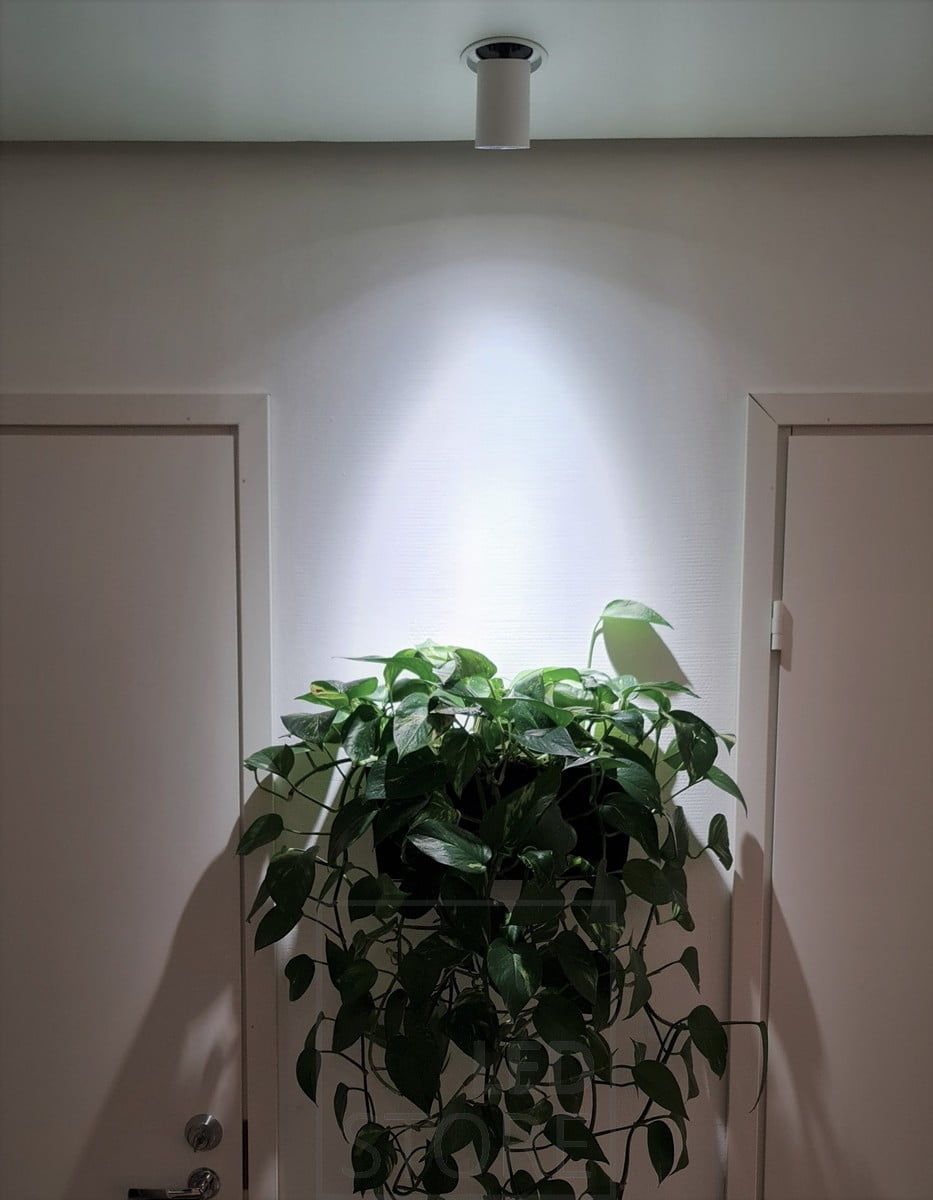 KOLO led spotlight aimed at the plant. Works as a plant light thanks to its good colour rendering index. Ledstore.fi
