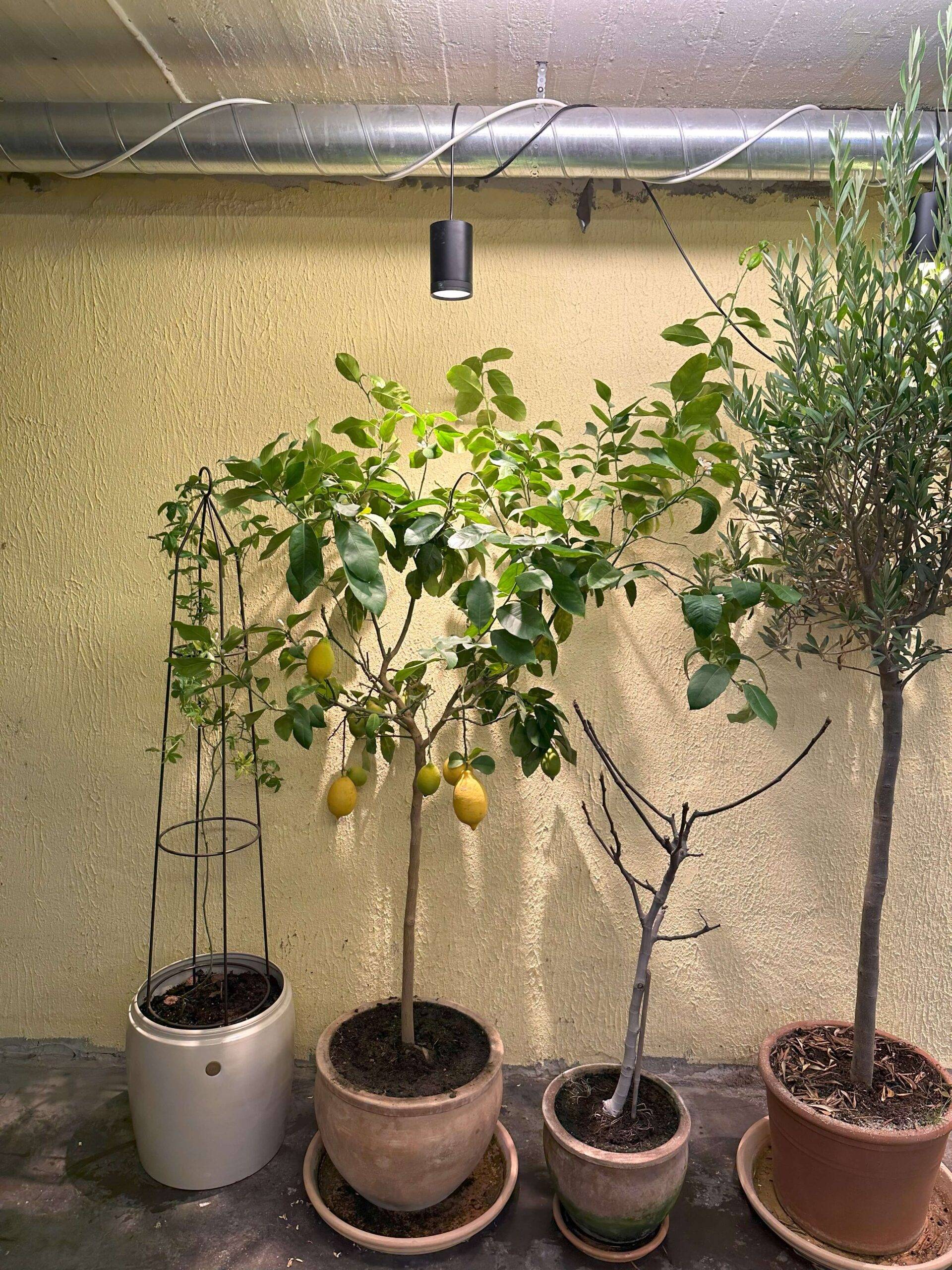Flowering plants, houseplants, and small trees thrive in a grow light in basement spaces.