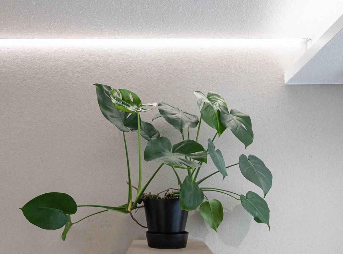 LedStore.fi offers great ambient LED lighting to complement your interior. In this example, a green monstera plant in a black pot rests on a light-coloured wooden surface. The LED lighting from above adds to the beauty of the plant. When the plant is in front of a light, monochromatic wall, the ensemble creates a circular and calming air in your home or office.