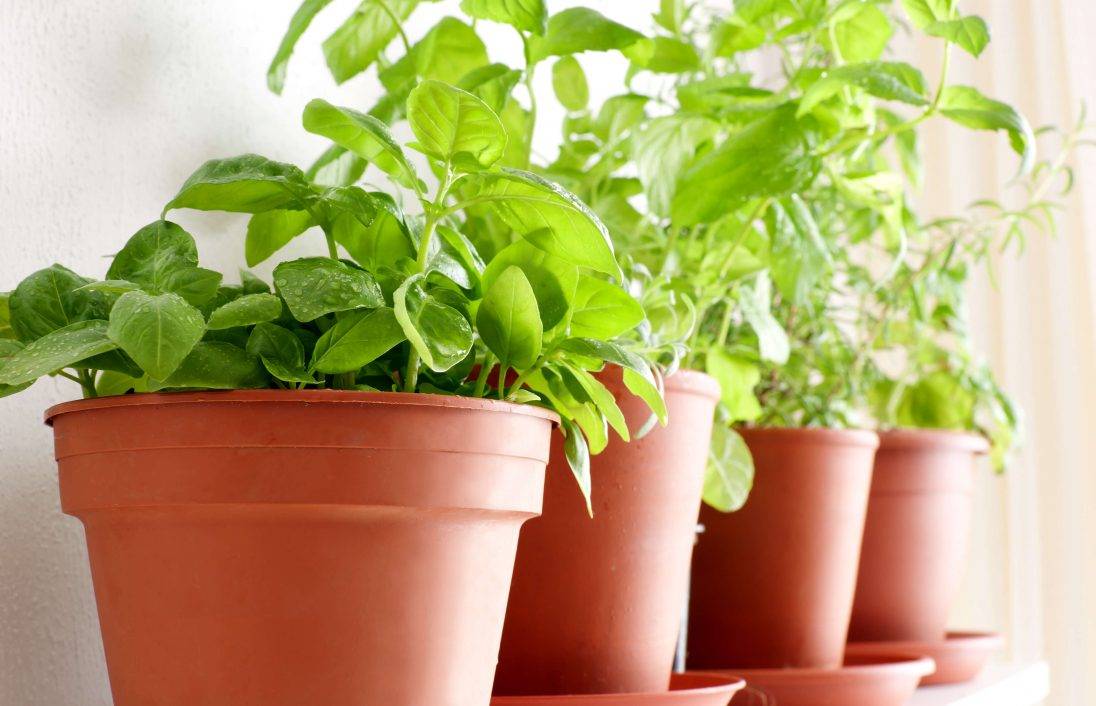 Terracotta pots with green plants with LED lights on an illuminated windowsill, enhancing growth with natural and artificial lighting.