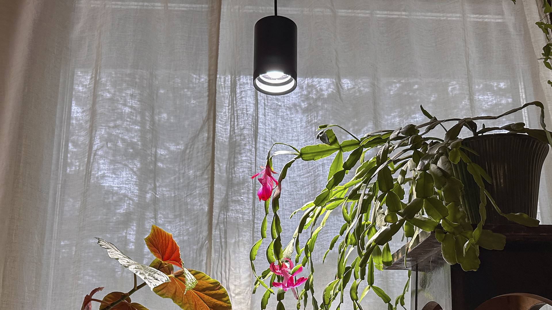 Grow light and flowering plants