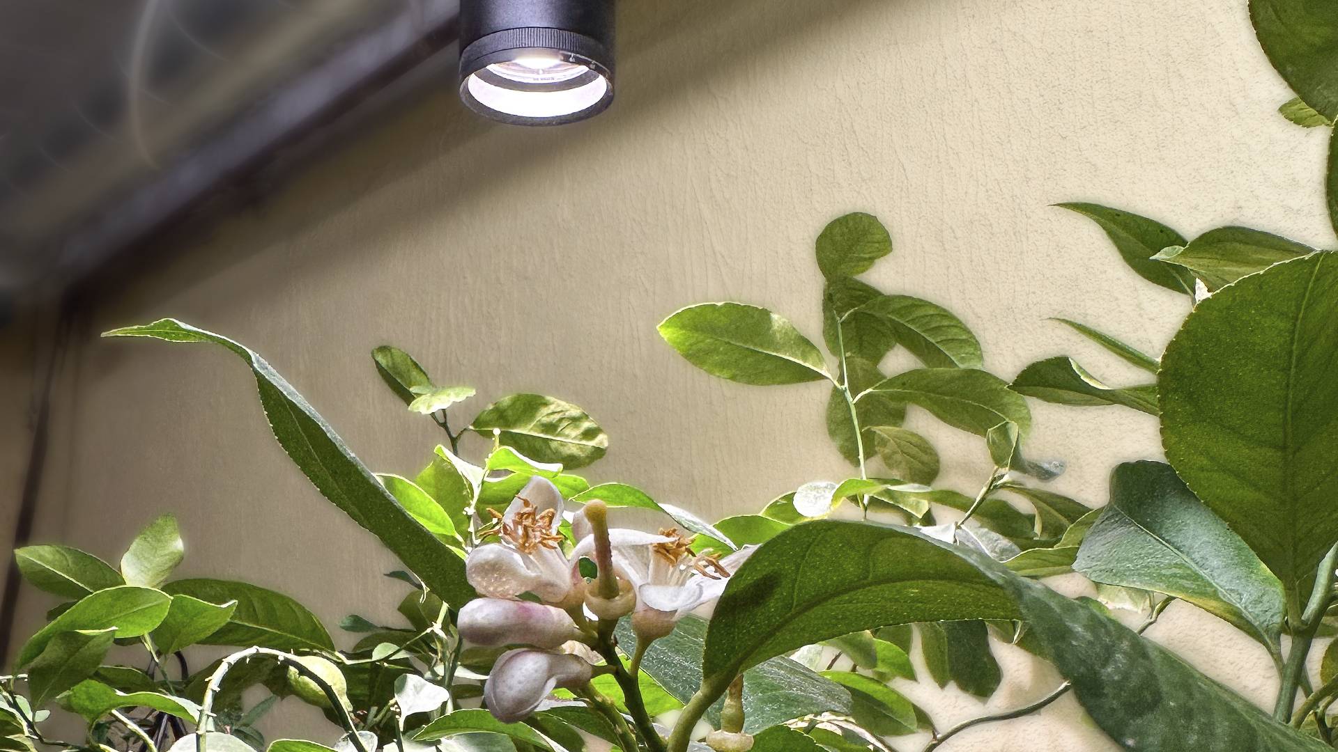 A blooming lemon tree under the FOKUS grow light.