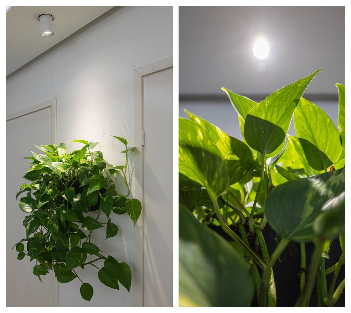 led lamps as plant lights