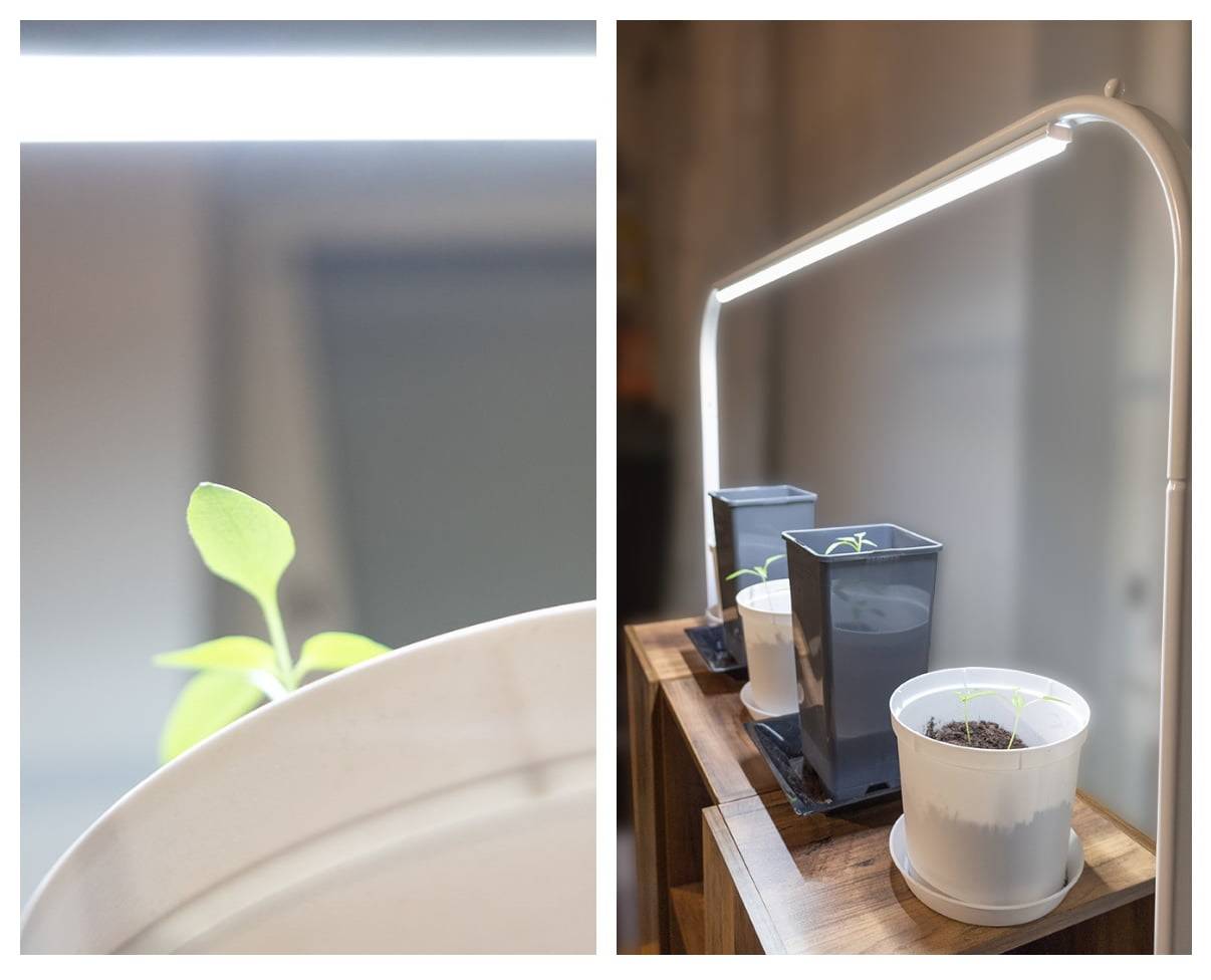 Using LED lights to grow plants all year round
