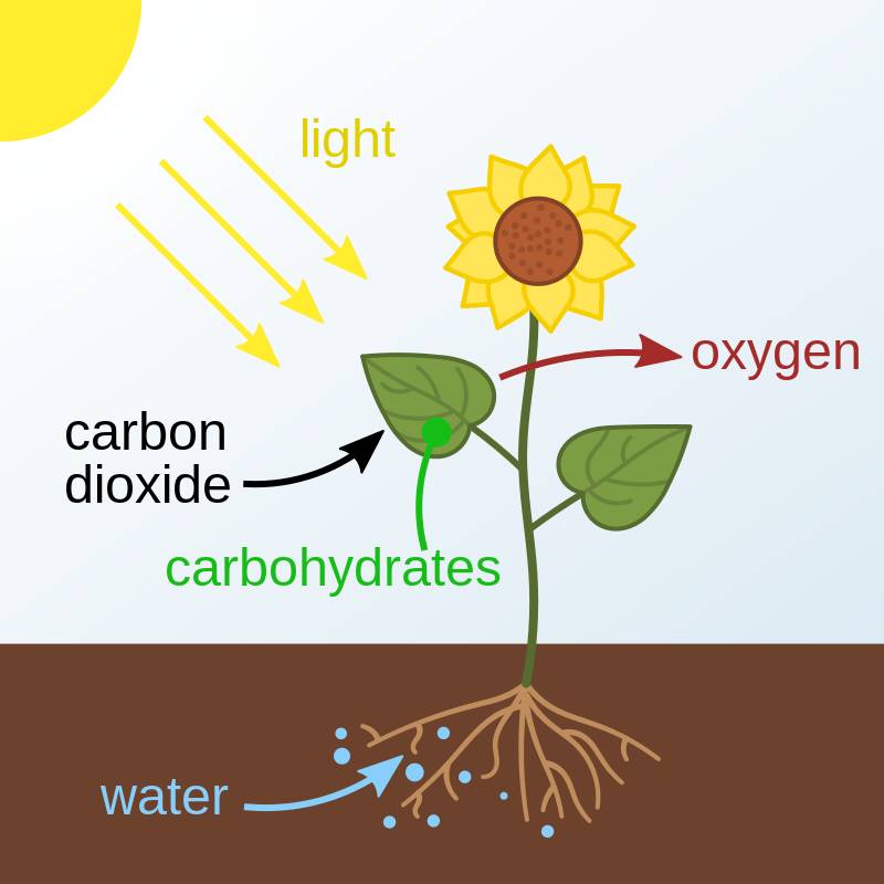 Using LED lights to grow plants all year round is very successful. Using KEinlight to create photosynthesis