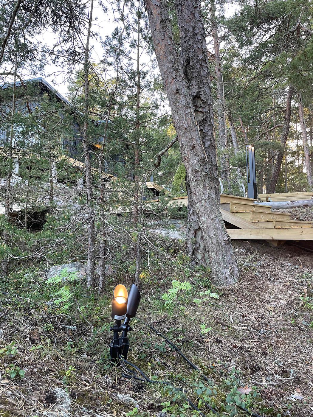 Spike ground lamp illuminating pine trees.
